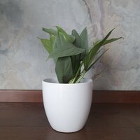 Philodendron hastatum Silver Queen