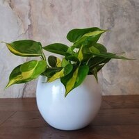 Philodendron scandens Brasil