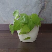 Philodendron scandens Lemon Lime