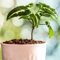 Syngonium wendlandii