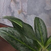 Aglaonema Electric Lime