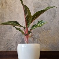 Aglaonema Cinta