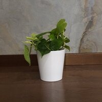 Philodendron scandens