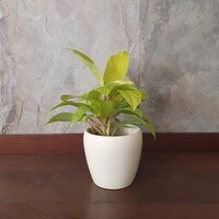 Philodendron Malaya Gold