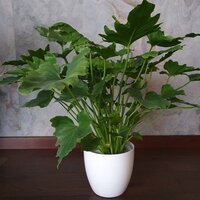 Philodendron Shangri La