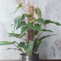 Philodendron erubescens Red Emerald