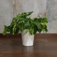 Philodendron selloum Hope