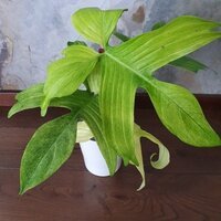 Philodendron florida Ghost