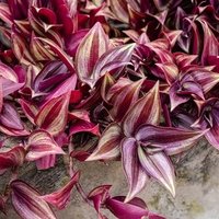 Tradescantia Purple Passion