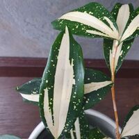 Dracaena surculosa Milky Way