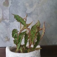 Begonia amphiocus