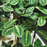 Maranta Lemon Lime