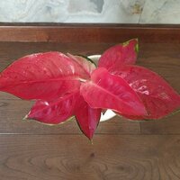 Aglaonema Orange Explosion