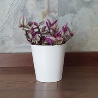 Tradescantia Nanouk