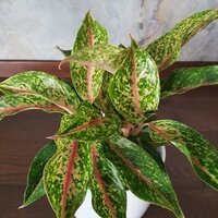 Aglaonema Hollywood