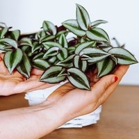 Tradescantia Pink Joy