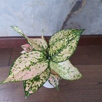 Aglaonema Pink Star