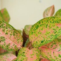 Aglaonema Prestige