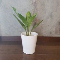 Aglaonema Silver Stripes