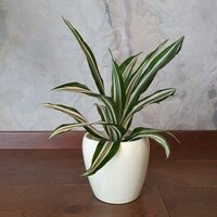 Dracena Green White