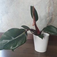 Philodendron Congo Red