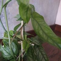 Monstera siltepecana