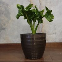 Philodendron selloum Super Atom