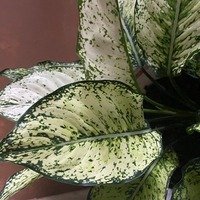 Aglaonema Osaka