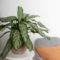 Aglaonema Maria Christina