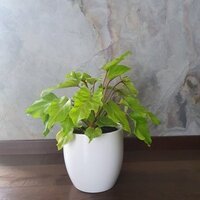 Philodendron Xanadu Gold