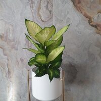 Dieffenbachia maculata Summer Style