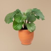 Calathea orbifolia