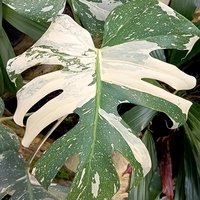 Monstera deliciosa Thai Constellation