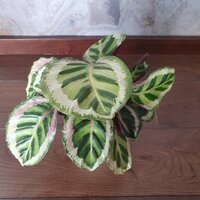 Calathea roseopicta Angela