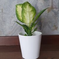 Dieffenbachia maculata Camilla