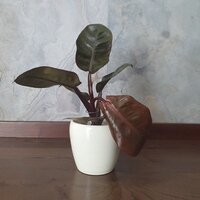 Philodendron Black Cardinal