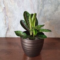 Aglaonema Pink Moon