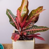 Codiaeum variegatum Petra