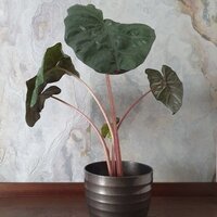 Alocasia sarawakensis Yucatan Princess