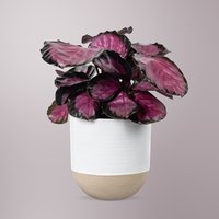 Calathea picturata Crimson