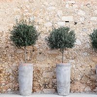Olea europaea