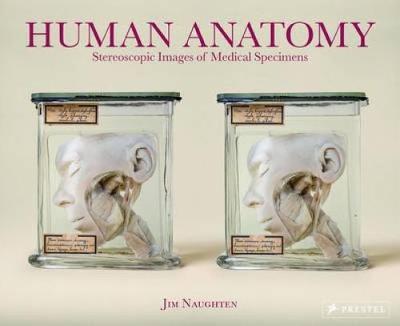 Human Anatomy