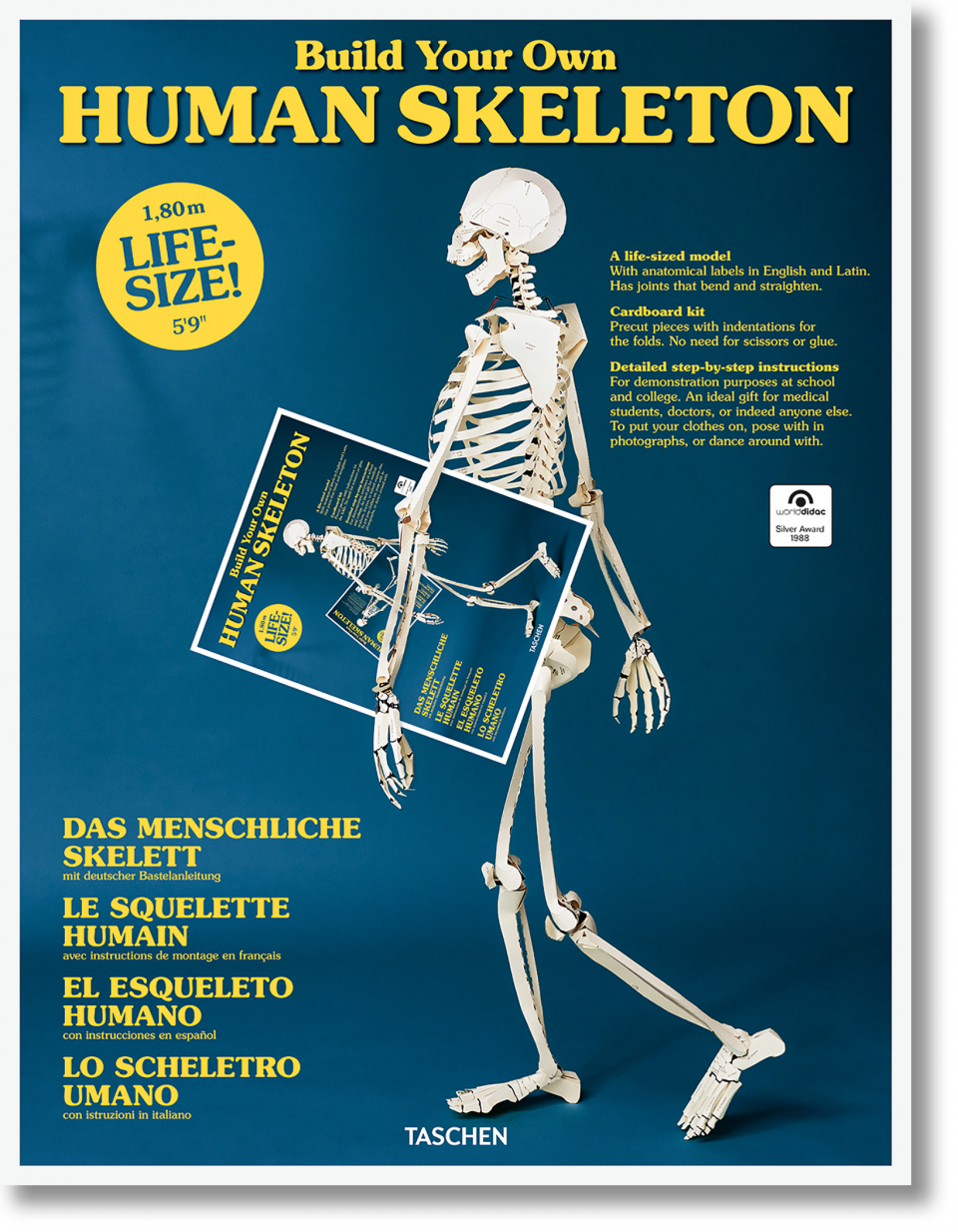 Build Your Own HumanSkeleton - Life Size!