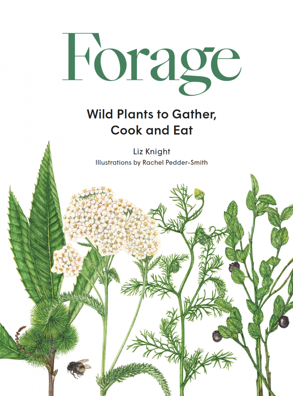 Forage. Wild Plants to Gather and Eat