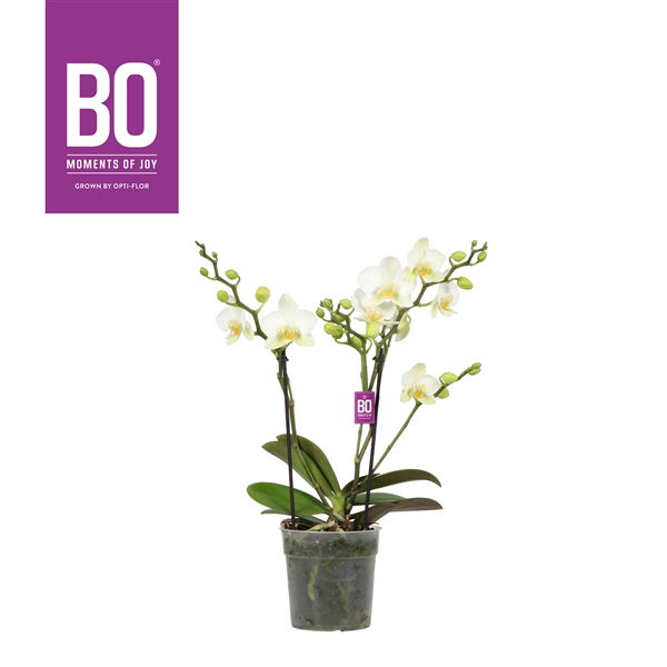 Vazoninis augalas orchidėja, Ø 14, 80 cm, lot. VANDA