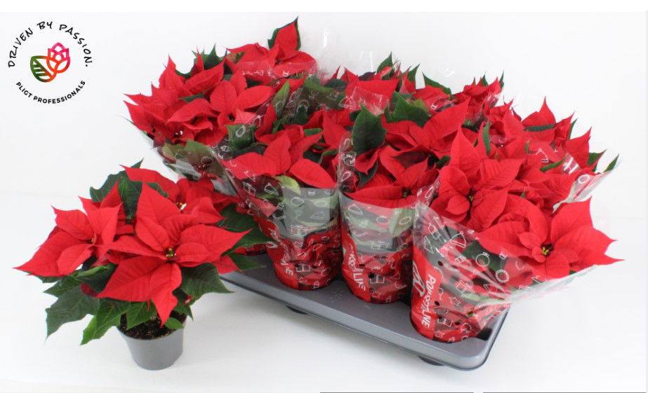 Vazoninis augalas puansetija, Ø 13, 30 cm, lot. POINSETTIA