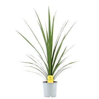 Lauko augalas kordilina, Ø 17, 80 cm, lot. Cordyline Australis mix