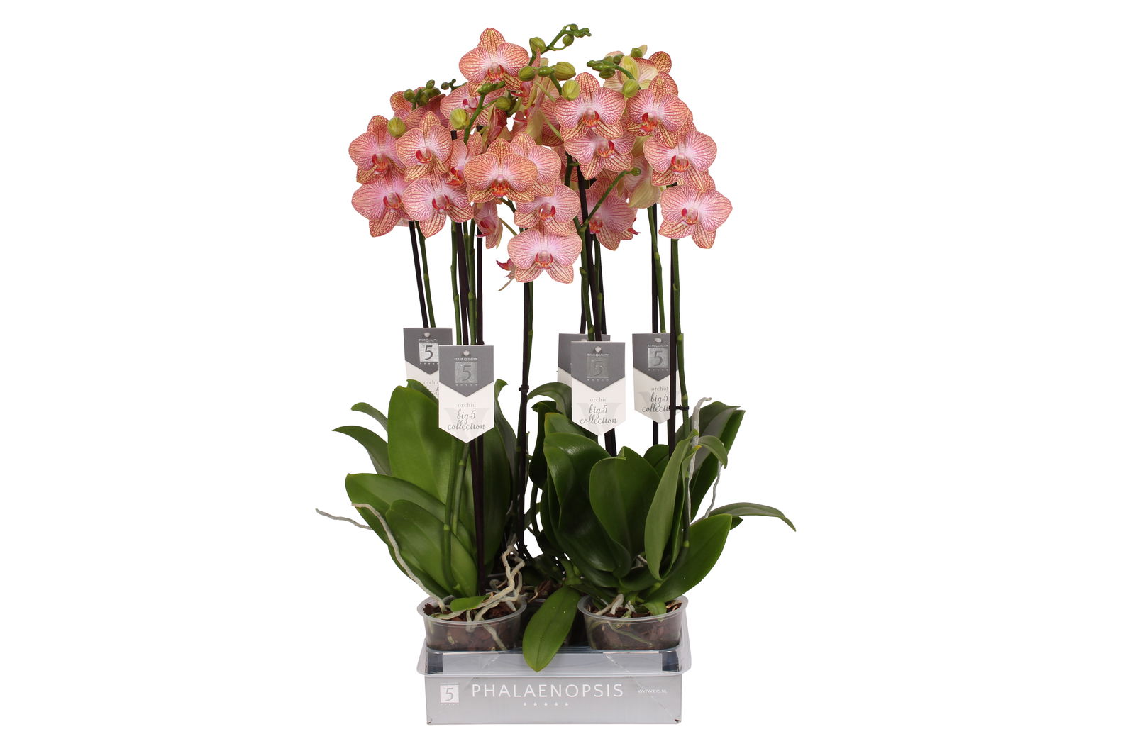 Vazoninis augalas falenopsis, Ø 12, 50 cm, lot. PHALAENOPSIS Limited, 2 stiebai