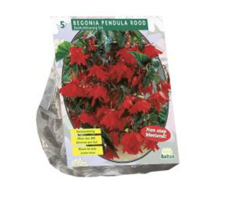 Begonijų svogūnėliai, lot. BEGONIA PENDULA ROOD, 5 vnt