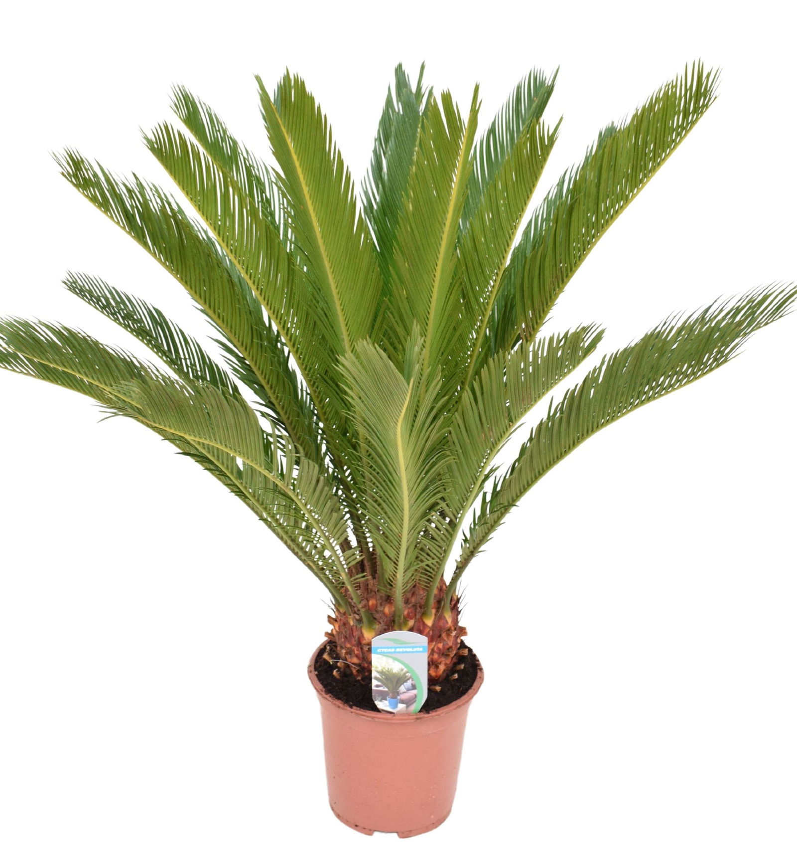 Vazoninis augalas krotonas, Ø 13, 35 cm, lot. CODIAEUM EXCELLENT